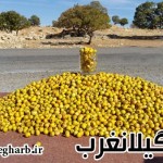 فروش زالزالک یا”گویژ”درحاشیه جاده قلاجه -گیلانغرب+ تصاویر