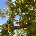 زالزالك كوهی” گویژ “ميوه معطر در پائيز گیلانغرب