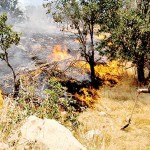 ۵ هکتار از مراتع مشجر گیلانغرب درآتش سوخت