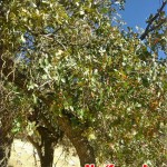 پدیده نادرپیوند خوردن درخت بلوط بابنه یاپسته کوهی درایوان+عکس