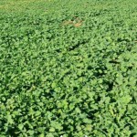 آغاز کشت پاییزه کلزا در مزارع شهرستان گیلانغرب