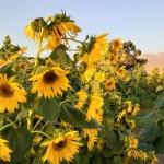 برداشت بیش از ۴۸۰تن تخمه آفتابگردان آجیلی در گیلانغرب