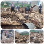 تلف شدن ۲۸ راس دام براثر تندباددرگیلانغرب